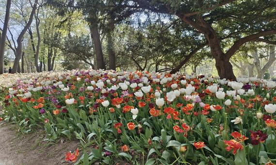 居爾哈尼公園Gülhane Park